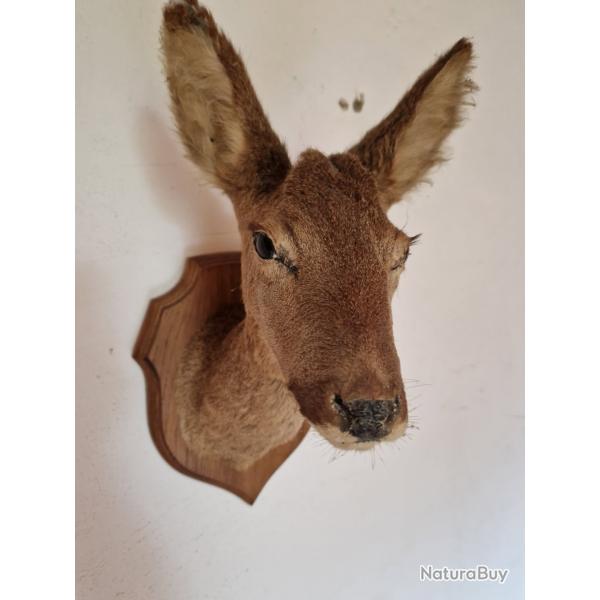 Tte de biche empaille