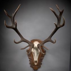 Massacre cerf 16 corps