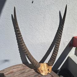 Massacre de Cobe defassa ; Waterbuck ; Kobus ellipsiprymnus defassa #0304