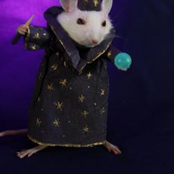 taxidermie petit rat sorcier magicien Illuminescences taxidermy rat sorcerer souris cabinet de curio