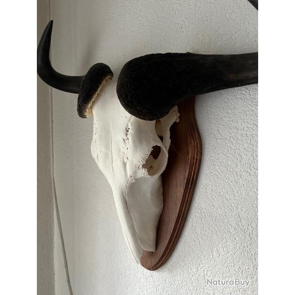 Trophe GNOU BLEU - Namibie (2017) - Mdaille d'or