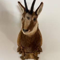 trophée chamois mâle
