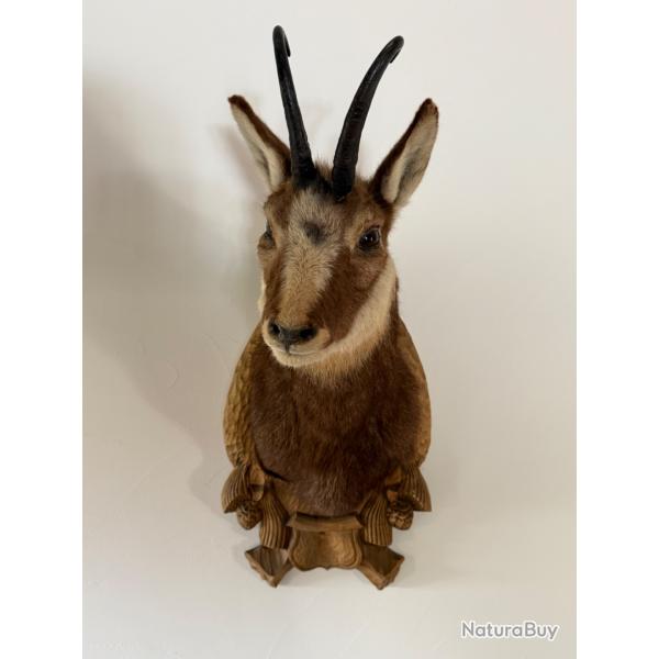 trophe chamois mle