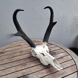 Crâne de Pronghorn ; Antilocapra americana