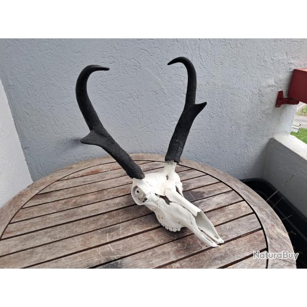Crne de Pronghorn ; Antilocapra americana