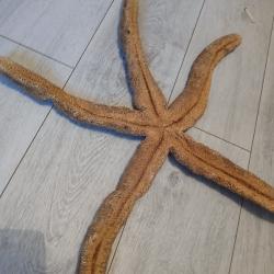 Etoile de mer militarie