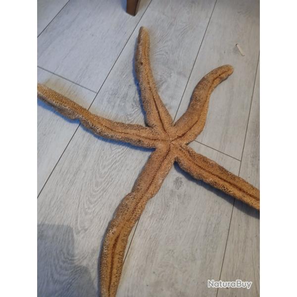 Etoile de mer militarie