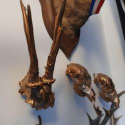 Lot de crânes