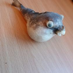 Taxidermie petit poisson