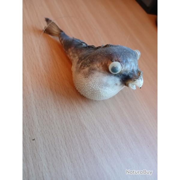 Taxidermie petit poisson