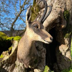 Taxidermiste, collection privée,Tête de chamois