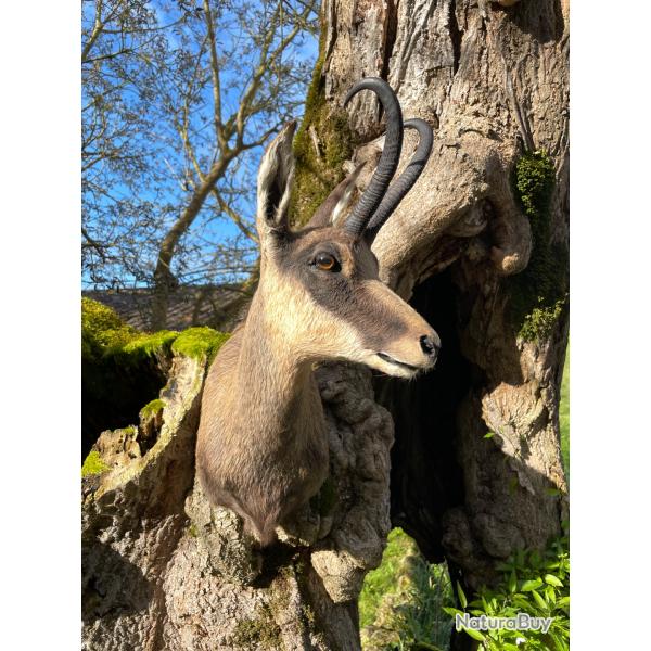 Taxidermiste, collection prive,Tte de chamois