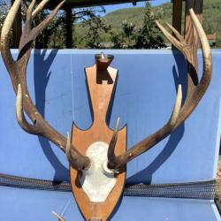 Vends bois de cerfs