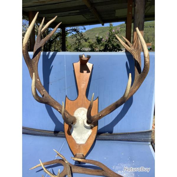 Vends bois de cerfs