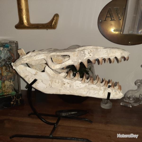 Crane de dinosaure Halisaurus