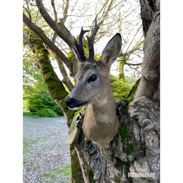 Taxidermiste,Collection prive tte de chevreuil 1