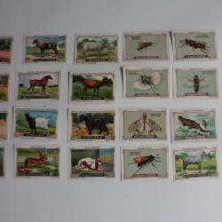 Vignettes ( 22 ) Chocolat Kohler - Cailler's Animaux Suisse