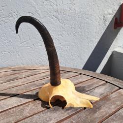 Massacre de chamois ; Rupicapra rupicapra #2
