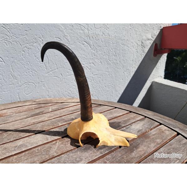 Massacre de chamois ; Rupicapra rupicapra #2