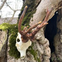 Massacre de chevreuil tête bizarde