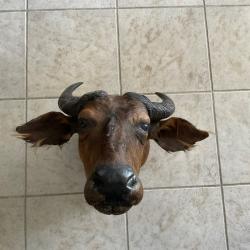 Tête de buffle