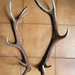 Lot de 2 grands bois de cerf 10 et 12 cors