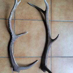 Lot de 2 bois de cerf 8 cors