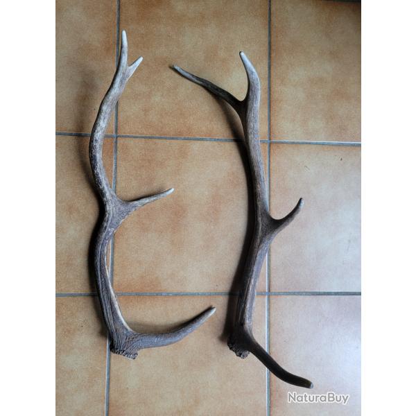 Lot de 2 bois de cerf 8 cors