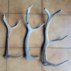 Lot de 3 bois de cerf rongés