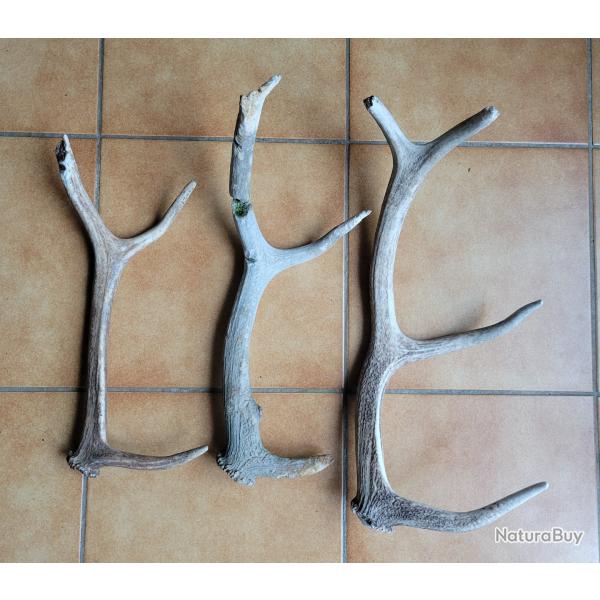 Lot de 3 bois de cerf rongs