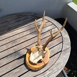 Trophée de chevreuil sur écusson #2304(1)