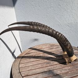 Massacre d'antilope sable ; Hippotrague noir ; Hippotragus niger #0304