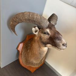 Trophée mouflon Taxidermiste Cédric Leclers