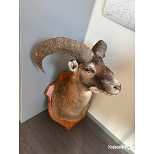 Trophe mouflon Taxidermiste Cdric Leclers