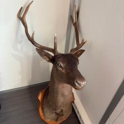 Trophée daim noir Très rare Taxidermiste Cédric Leclers