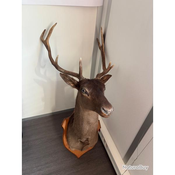 Trophe daim noir Trs rare Taxidermiste Cdric Leclers