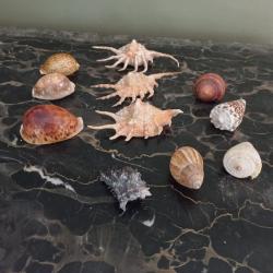 lot de coquillage divers