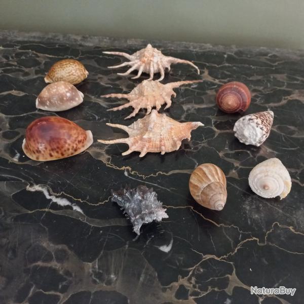 lot de coquillage divers