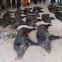 Action de chasse grand gibier en Meuse