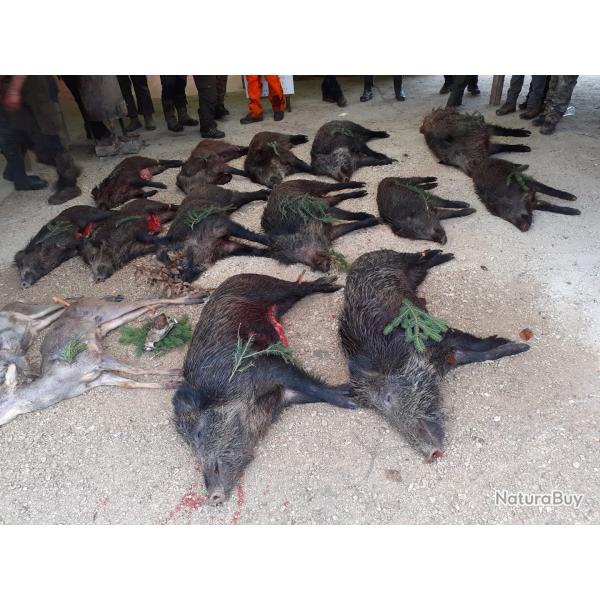 Action de chasse grand gibier en Meuse