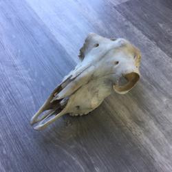 Crane de mouflon femelle