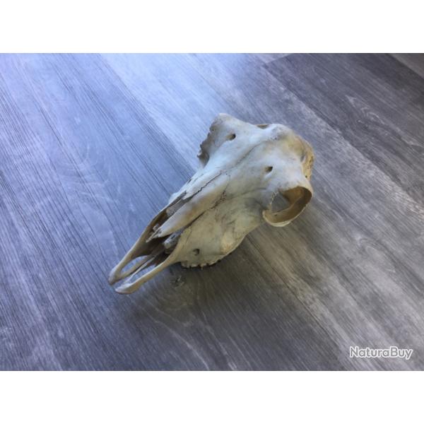 Crane de mouflon femelle