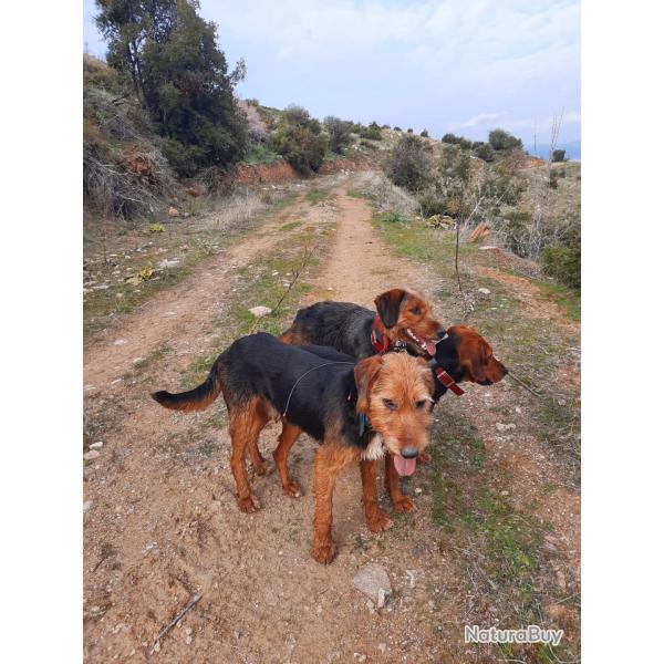 Prt pour une aventure de chasse exceptionnelle en Turquie ? ??