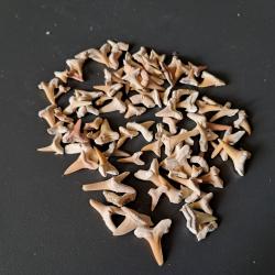 Lot de 90 fossiles de dents de requins #15
