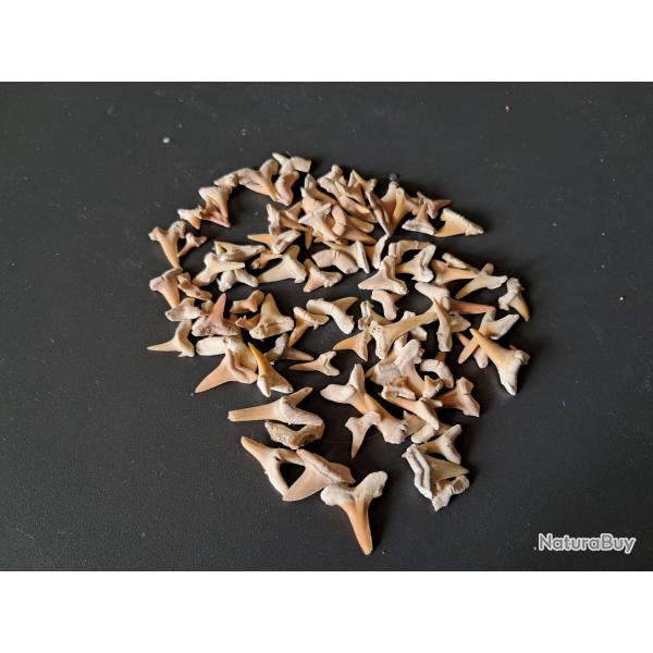 Lot de 90 fossiles de dents de requins #15