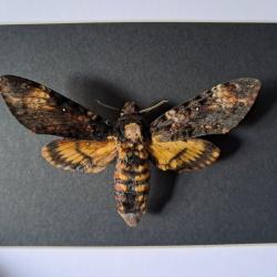 Papillon Sphinx tête de mort en cadre ; Acherontia atropos #5
