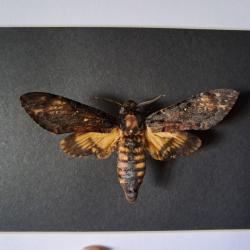 Papillon Sphinx tête de mort en cadre ; Acherontia atropos #7