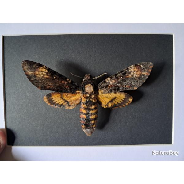 Papillon Sphinx tte de mort en cadre ; Acherontia atropos #5