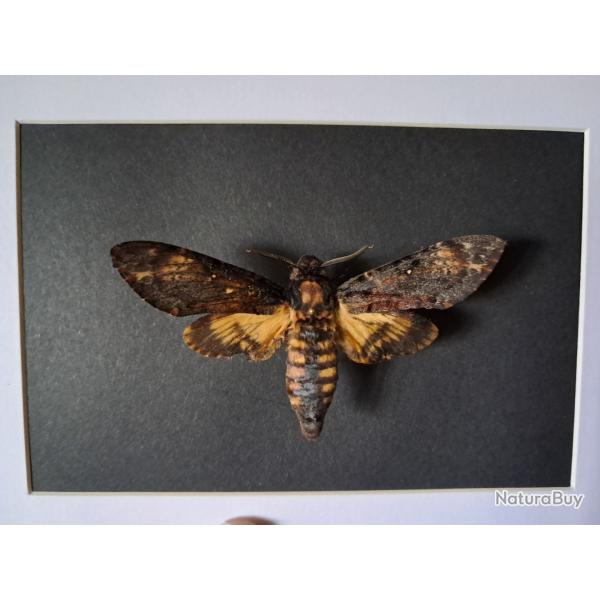 Papillon Sphinx tte de mort en cadre ; Acherontia atropos #7