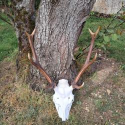 TROPHÉE de CERF en massacre